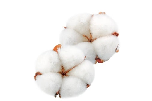 Cotton