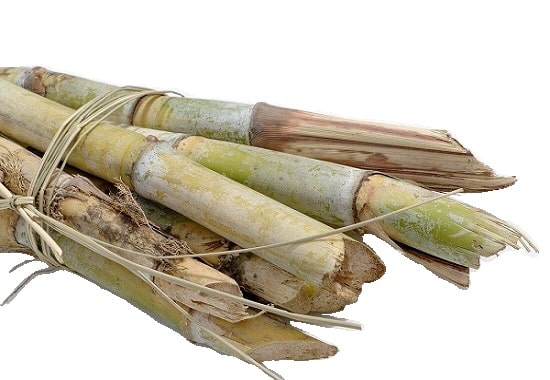 Sugercane