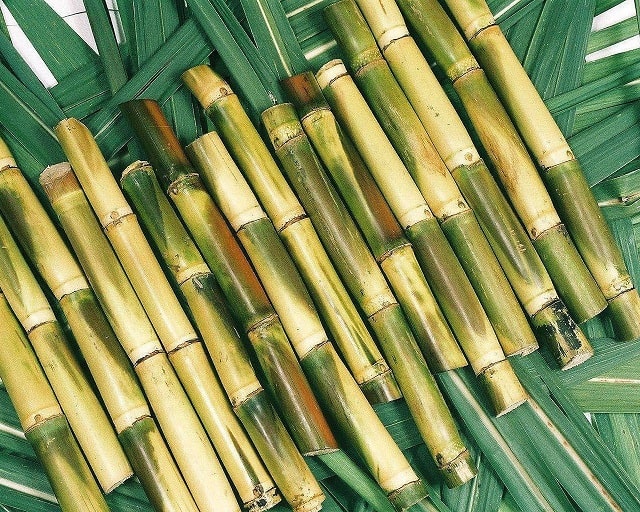 Sugercane
